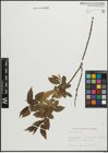 Foto von Salix pentandra L.